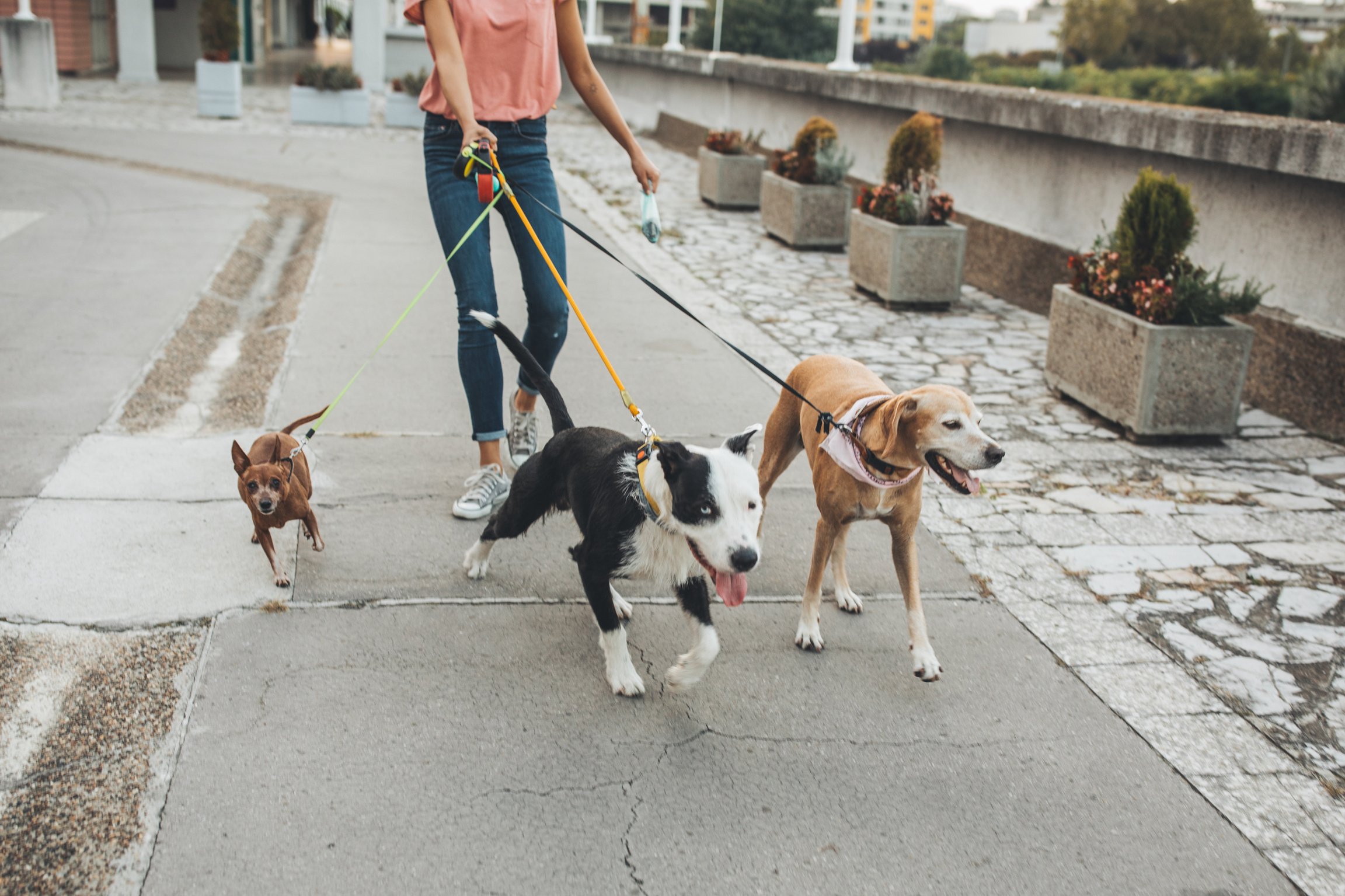 Pet sitter and dogs in walk